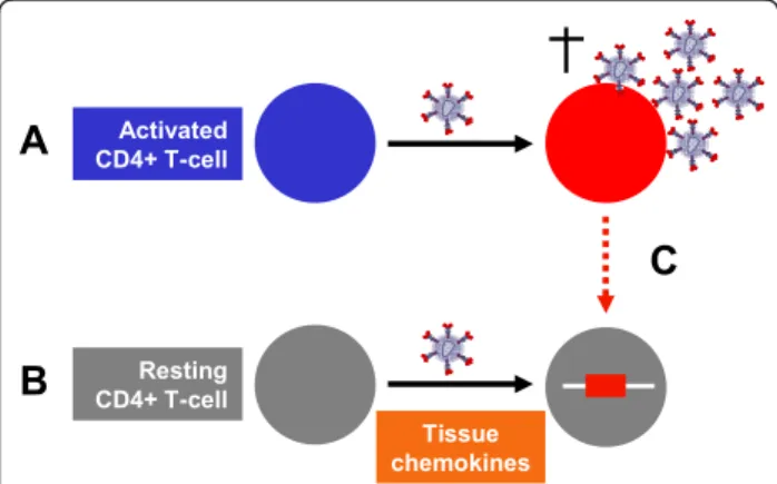 Figure 1 HIV latency and infection of resting memory CD4+ T cells. (A) In activated CD4+ T cells the virus life cycle is efficient, with rapid integration, virion production and subsequent death of the infected cells