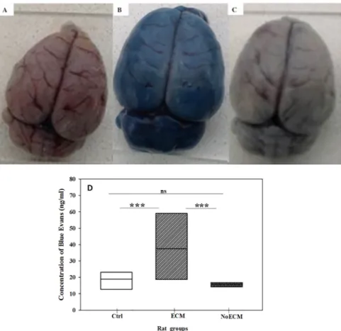 Fig 10. Assessment of brain vascular permeability. (A) Dorsal view of brain from Control (Ctrl), (B) Dorsal view of brain from ECM, and (C) Dorsal view of brain from NoECM rats after injection of Evans blue dye in tail vessel and sacrifice 90 minutes later