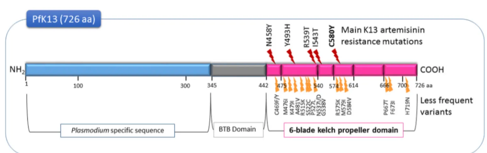 Figure 1. Mutations in the PfK13 protein involved in artemisinin resistance (WHO) [80].