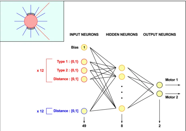 Fig 2. Diagram of the simulated robotic agent used in the simulation (inset) and its neural network controller
