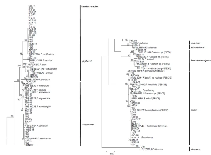 Figure 2. Distribution of 86 different sequences of TEF1 α from 182 Fusarium spp. isolates collected in 20 European centers  during a one-year prospective study compared to reference sequences