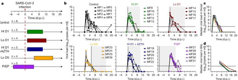 Fig. 1 | Study design and viral loads in the respiratory tract of SARS-CoV- SARS-CoV-2-infected cynomolgus macaques treated with HCQ and AZTH