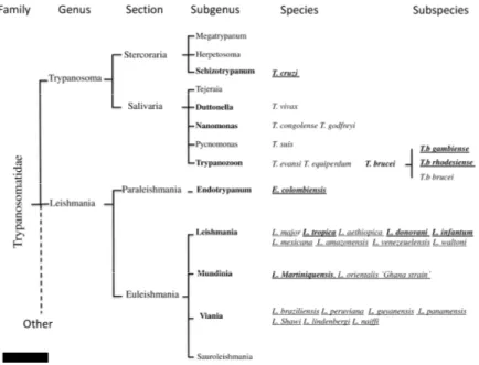 Figure 1. Classification of human and animal pathogenic trypanosomatids. Human pathogenic  species are underlined, and pathogens causing systemic infection are in bold