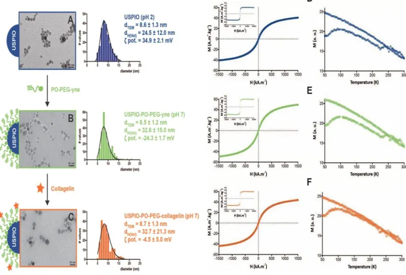 Figure 1: USPIO-PO-PEG-Collagelin NPs physico-chemical and magnetic characterization at  each step of their synthesis