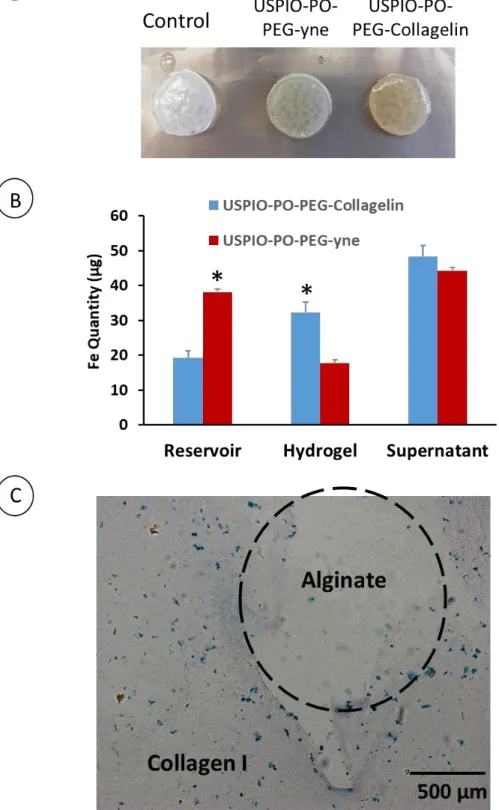 Figure 7: Diffusion, interaction and selectivity of USPIO-PO-PEG-Collagelin within biphasic  alginate/collagen Hydrogels (10 mg.mL -1  alginate + 10 mg.mL -1  Collagen) after 72 h