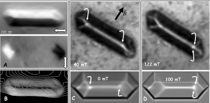 Figure 5 : Change of magnetization state in the Fe dots under field, possibly revealing a switch of Néel Cap