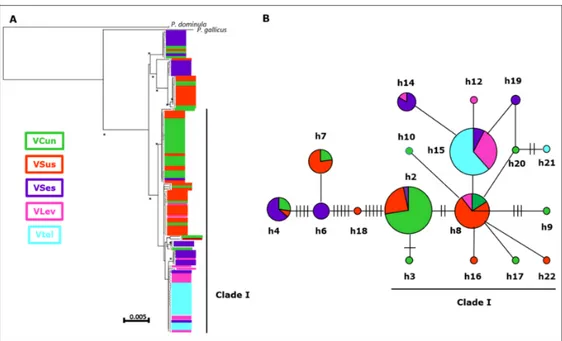 Figure 2. A schematic illustration of a neighbor-joining tree of P. biglumis mitochondrial sequences  (A) and the minimum spanning haplotype network (B) based on them