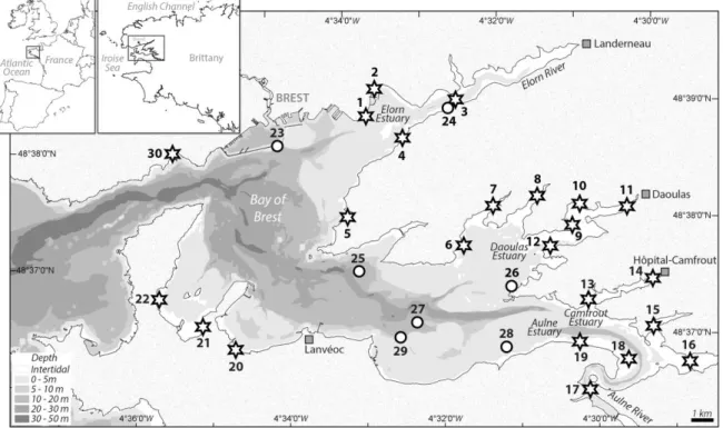 Figure 1. Map of the Bay of Brest indicating intertidal (stars) and subtidal (circles) sampling stations 