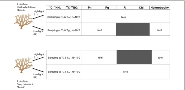 FIGURE 1 | Detailed table summarizing the experimental set up and the different parameters studied according to the number of nubbins used per timesteps [T 0 (5 h incubation) and T 24 (chase)]