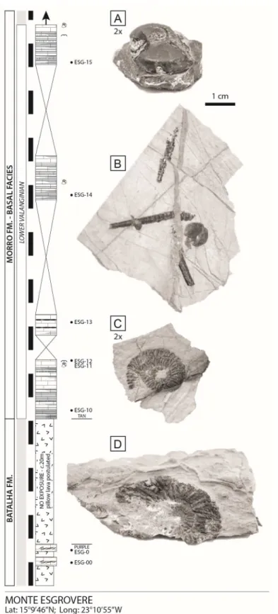 Fig.  6  –  Detailed  sedimentary  log  of  the  Monte  Esgrovere  section  with  photographs  of  the  new  collection of ammonites: (A) Neolissoceras (Vergoligeras) sp