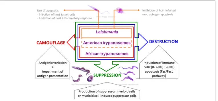 FiGURe 3 | Schematic view of the common strategic arsenal developed by trypanosomatids to interrupt effective host immunity, from immune  evasion to immunosuppression.