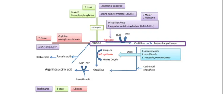 FiGURe 4 | Arginine used by Trypanosomatidae.