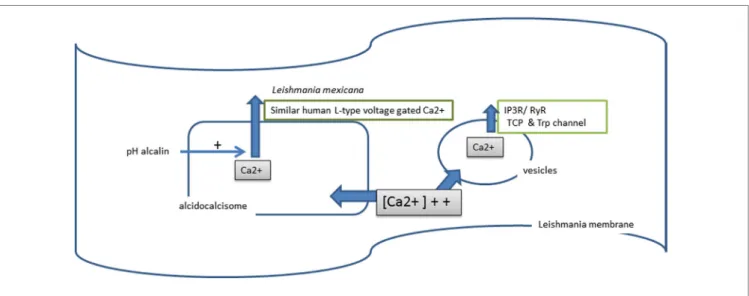 FiGURe 6 | Calcium used by Leishmania.