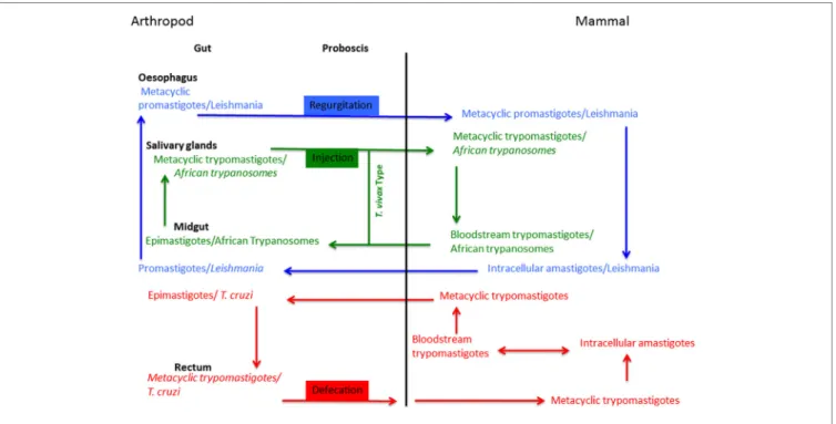 FiGURe 2 | Trypanosomatid parasites life cycles.