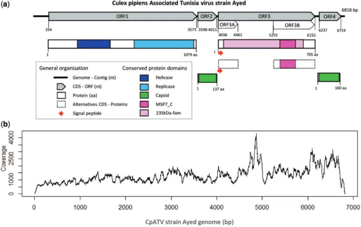 Figure 1. Culex pipiens associated tunisia virus (CpATV) characteristics. (a) Genome organization of CpATV with conserved domains and predicted ORFs