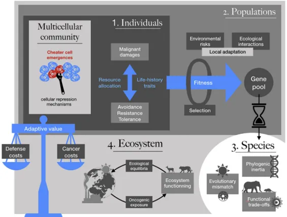 Figure 2. Summary of the Different Levels at Which the Costs of Cancer Defenses Influence the Living World, from Cells to Individuals, Populations, Species, and Ecosystems