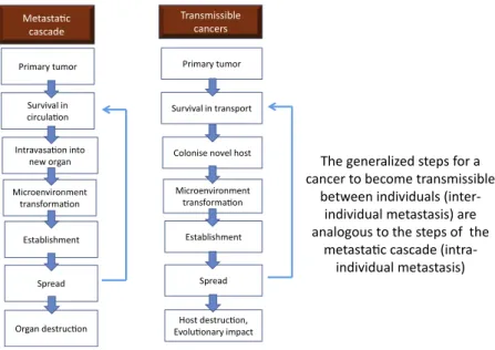 Figure 3. Population Biology of Intra- and Inter-individual Metastasis