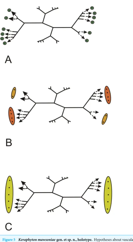 Figure 5 Keraphyton mawsoniae gen. et sp. n., holotype. Hypotheses about vascular trace production and lateral organ arrangement in stems
