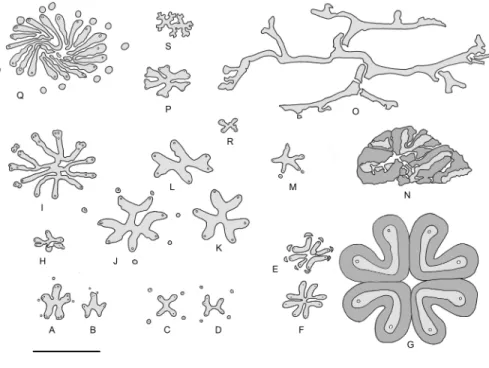 Figure 6 Vascular system of Iridopteridales and allies in transverse section. (A)–(B) Iridopteris erien- erien-sis
