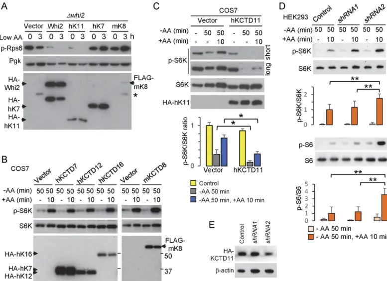 Fig 7. Mammalian KCTD11 is a negative regulator of mTORC1 in response to low amino acids