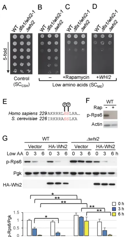 Fig 1. Whi2 is required to suppress TORC1 activity in low amino acids. (A) Density-matched liquid yeast cultures grown in YPD were spotted on SC CSH (1,762 mg/L amino acids) agar plates in 5-fold serial dilutions (starting with undiluted samples) and incub
