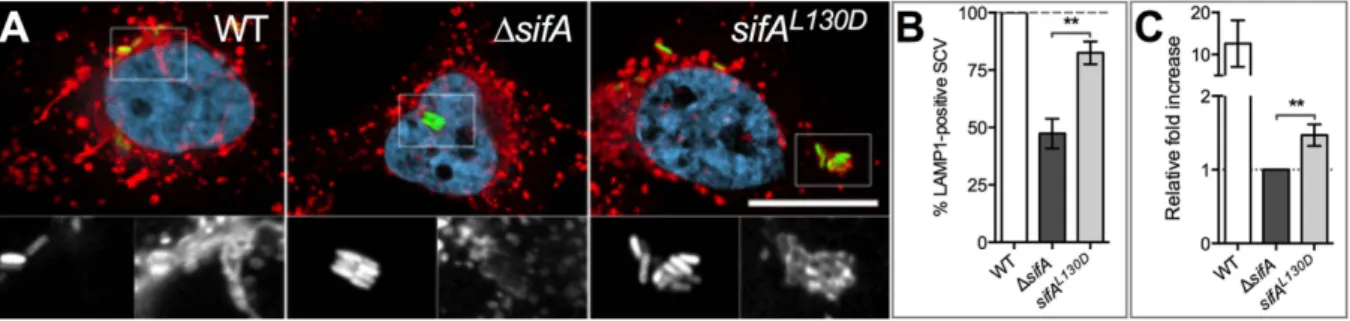 Figure 4.  SifA C-term function in infected cells. HeLa cells (A,B) and RAW 264.7 mouse macrophages  (C) were infected with wild type (WT) S
