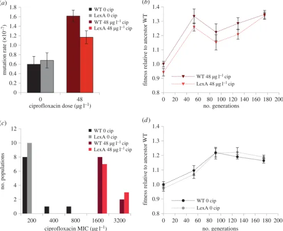 Figure 3. The impact of the SOS response on evolvability. (a) Mutation rate of WT and LexA in the absence or presence of ciprofloxacin, as calculated using a fluctuation test that measures the rate of mutation to rifampicin resistance