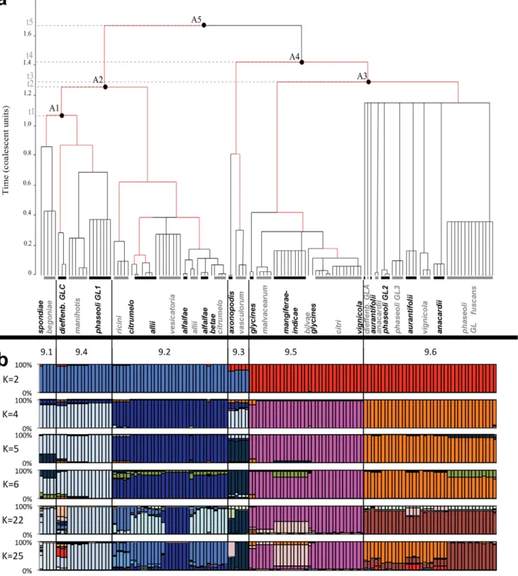 Figure 1. Genetic structure of X. axonopodis . (a) Majority-rule consensus genealogy inferred by ClonalFrame