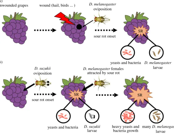 Figure 4. Scenarios of sour rot (SR) aetiology in the (a) absence and (b) presence of D