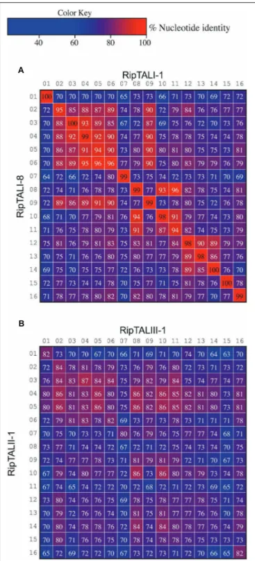 FIGURE 8 | Inter-repeat comparisons of RipTALs from closely related Rssc strains uncovers position-dependent conservation (PDC) of repeats