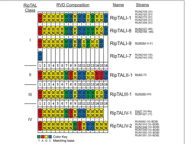 FIGURE 2 | Comparison of RVD compositions of novel RipTALs across all four Ralstonia solanacearum phylotypes reveals limited diversity