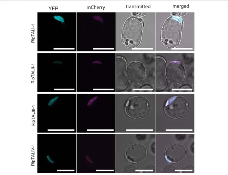 FIGURE 3 | In planta expressed RipTALs of all classes show nuclear localization. Confocal laser scanning microscopy images of Arabidopsis thaliana protoplasts expressing depicted YFP-tagged RipTALs and a nuclear-targeted mCherry