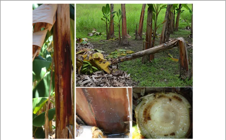FIGURE 6 | Erwinia-associated diseases (bacterial head rot or tip-over disease caused by Erwinia carotovora ssp