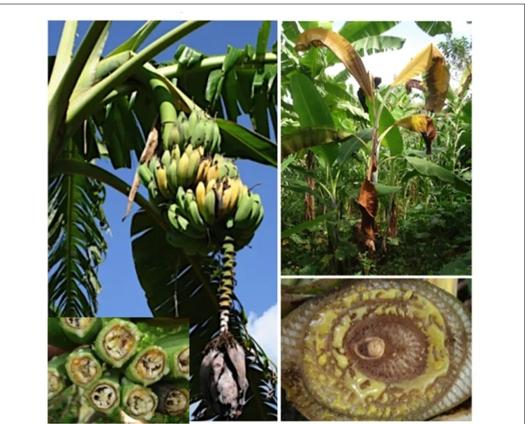 FIGURE 2 | Xanthomonas bacterial wilt of banana caused by X. campestris pv. musacearum