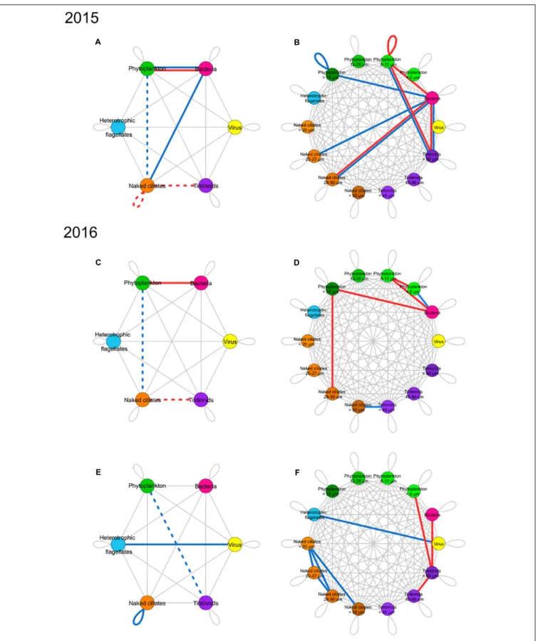 FIGURE 4 | Summary networks of dominant and rare correlations between groups (left) and ESD classes (right) of microbial food web components