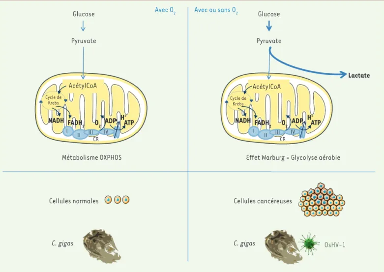 Figure 2. Crassostrea gigas, un nouveau modèle de l’effet Warburg. En présence d’oxygène, les cellules normales respirent : elles utilisent le pyru- pyru-vate issu de la glycolyse pour produire leur ATP via les phosphorylations oxydatives (OXPHOS)