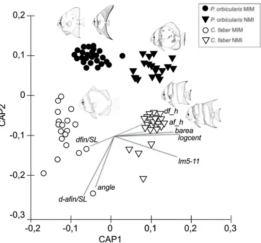Fig 3. CAP analysis. Constrained canonical analysis of principal coordinates (CAP) ordination plot (Euclidean distance) of mimetic (MIM) and non-mimetic (NMI) individuals of two ephippid fish (C