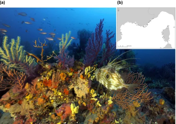 Figure 1. (a) Coralligenous assemblage in the Mediterranean. Copyright: Laurent Ballesta for Andromède  Océanologie/Agence de l’eau RMC: Campagne RECOR 2011