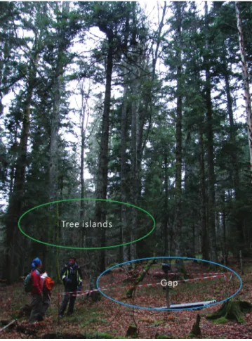 Fig. 1.  Tree islands (closed forest) and gaps in a montane forest in the French  Alps (1400 m)