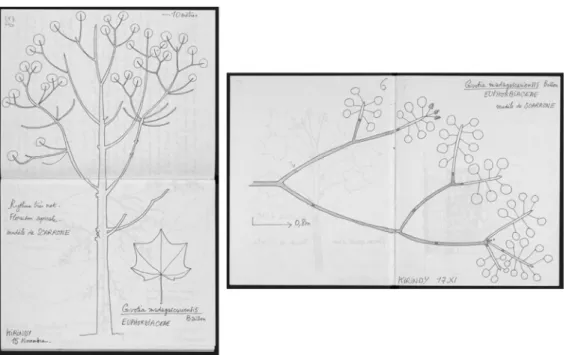 Fig. 2. Fieldwork illustrations of morpho-architectural traits. Diagrammatic representation of Givotia madagascariensis Baill for whole plant (left) and branching system (right).