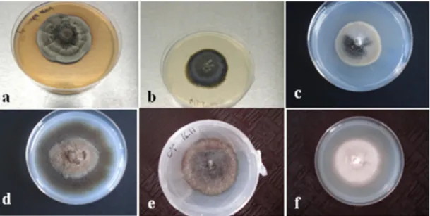 Fig. 2. Slow-growing isolates from Ericaceae members grown on a modified Melin–Norkrans (MMN) medium