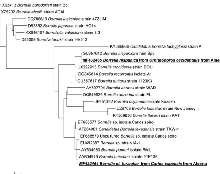 Fig 2. Phylogenetic tree showing the position of Borrelia hispanica amplified from Ornithodoros occidentalis and Borrelia cf