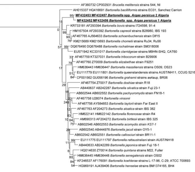 Fig 3. A consensus phylogenetic tree showing the relationships between Bartonella identified in the present study compared with other Bartonella species, based on concatenated ftsZ (292 bps) and gltA (200 bps) gene sequence comparisons