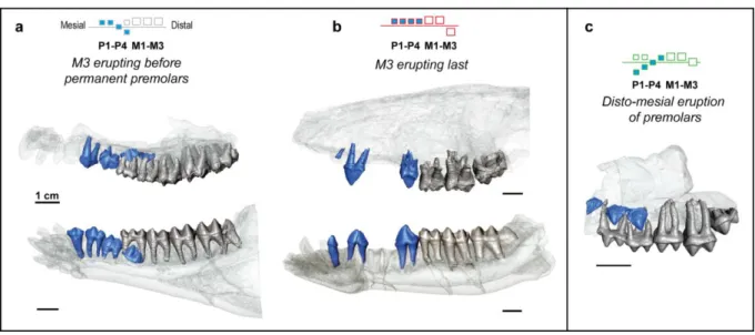 Figure 1 Main variations of dental eruption observed in 3D microtomographic reconstruction  of  cetartiodactyl  jaws