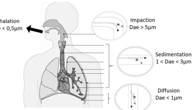 Figure 2. Schematic diagram of the main modes of aerosol particles deposition in the respiratory  tract