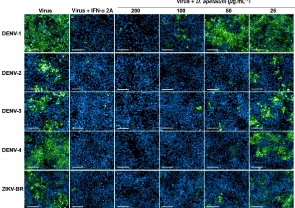 Figure 3. D. apetalum extract exhibits antiviral effect against the four Dengue virus (DENV) serotypes  and an epidemic Brazilian strain of ZIKV