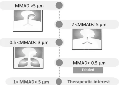 Figure 3. Particles deposition in the respiratory tract according to their size 