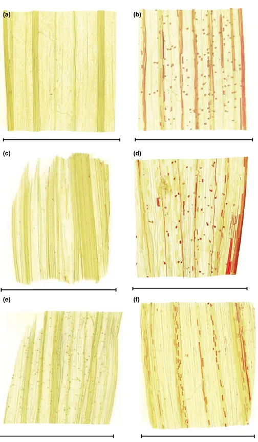 Fig. 4 Volume renderings of reconstructed micro-computed tomography (micro-CT) images of (a) a control leaf, a leaf treated with (b) silicon 1.5 mM, (c) polyethylene glycol (PEG) 6%, (d) silicon 1.5 mM + PEG 6%, (e) PEG 12% and (f) silicon