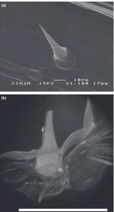 Fig. 5 Magnified view of trichomes from (a) a leaf without silicon (Si) treatment in scanning electromicroscopy (SEM); Energy dispersive spectroscopy (EDS) spectra (not shown) showed that Si is present but not as dominant as is the case for silicified tric