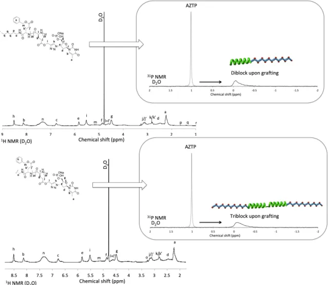 Figure 3.  1 H NMR (left) and  31 P NMR (right) analyses of the thymidine-containing diblock copolymer  (PBLG-b-PPLGNu) (top) and triblock copolymer (PPLGNu-b-PBLG-b-PPLGNu) (down)